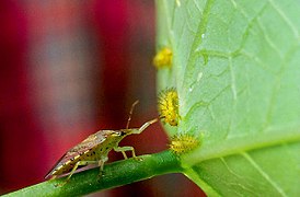 Имаго Podisus maculiventris