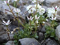 Saxifraga stellaris