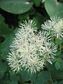 Thalictrum aquilegifolium 'Album'