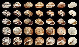 Theba geminata, Shell variability