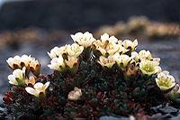 Saxifraga cespitosa