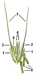 Roggeaartje 1=onderste kelkkafje, 2=bovenste kelkkafje, 3=kafnaalden, 4=onderste en bovenste kroonkafje, 6=meeldraden. (De stampers zijn nog niet volledig ontwikkeld)