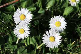 Bellis perennis