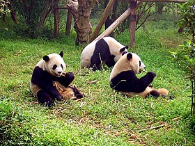 Image illustrative de l’article Sanctuaires des pandas géants du Sichuan