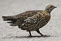 Spruce Grouse (female)