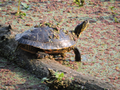 American turtle (Mantova, Lago di Mezzo)