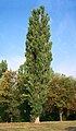 Populus nigra in Hungary