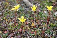 Saxifraga hirculus