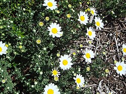 Ανθέμιδα η θαλάσσια (Anthemis maritima)