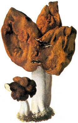 Piispanhiippa (Gyromitra infula)