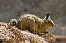 Lagidium viscacia ou viscache des montagnes