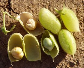 Grão-de-bico (C. arietinum) na vagem