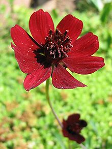 Cosmos-atrosanguineus.jpg