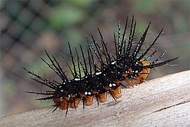 Dryas iulia