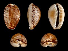 Erosaria spurca (Atlantic Yellow Cowry), Shell