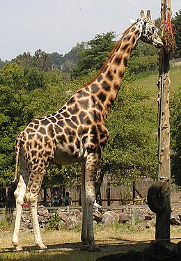 Zsiráf (Giraffa camelopardalis)