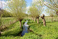 96. Platz: Birke32 Neu! mit Das Flüsschen Gussau, Zulauf am östlichen Ende der Teichwiesen, im Naturschutzgebiet „Volksdorfer Teichwiesen“