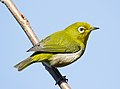 72 Japanese white-eye at Tennōji Park in Osaka, January 2016 II uploaded by Laitche, nominated by Laitche