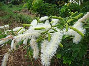 Mimosa caesalpiniifolia