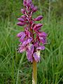 Orchis mascula