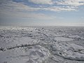 Vue rapprochée sur une banquise : plusieurs petits floes arrondis sont séparés par de la neige fondante ou du sorbet. (Oiseau en bas à droite pour l'échelle).