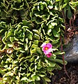 Sierra primrose (Primula suffrutescens)