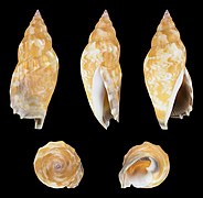 Tridentarius dentatus (Toothed Conch), shell