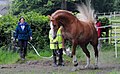 Flaxen tail, non-flaxen mane