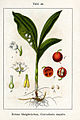 Convallaria majalis vol. 1 - plate 44 in: Jacob Sturm: Deutschlands Flora in Abbildungen (1796)