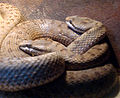 Crotalus pricei