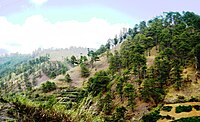 Pine forests in Bokod