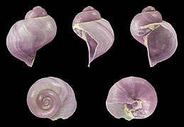 Janthina globosa (Globular Violet Snail), shell