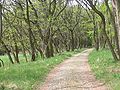 dto., typical Fläming forest-way