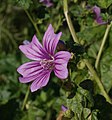 Malva sylvestris