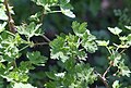 Mountain gooseberry (Ribes montigenum) twigs