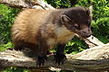 en:Pine Marten