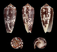 Conus striatus (Striate Cone), Shell