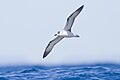 Image 19 White-necked petrel Photograph: JJ Harrison The white-necked petrel (Pterodroma cervicalis) is a seabird in the family Procellariidae; adults measure some 43 centimetres (17 in) in length, with a wingspan of 95–105 centimetres (37–41 in). Although the species is found in much of the South Pacific, it breeds on only three islands and is thus considered vulnerable by the IUCN. More selected pictures