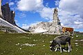 Tre Cime cows 6.jpg4 800 × 3 200; 3,88 MB