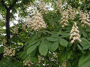 Almindelig Hestekastanje (Aesculus hippocastanum) Foto: Sten Porse.