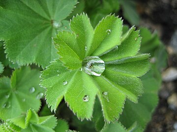 mantell Fair gyffredin (Alchemilla vulgaris)