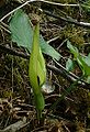 L'inflorescence.