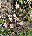 Dwarf lewisia (Lewisia pygmaea) 9 flowers