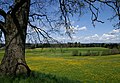 Frühling in Hohenweiler