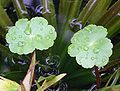 Thumbnail for Hydrocotyle ranunculoides