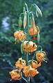 Lilium columbianum inflorescence