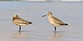 A couple of Limosa lapponica lapponica in Ortigueira (Spain, august)