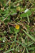 February 11: the aquatic plant Nymphoides aurantiaca