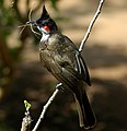 Image 3 Red-whiskered bulbul More selected pictures