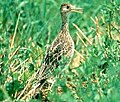 Upland sandpiper